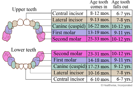 Childs Tooth Eruption Chart