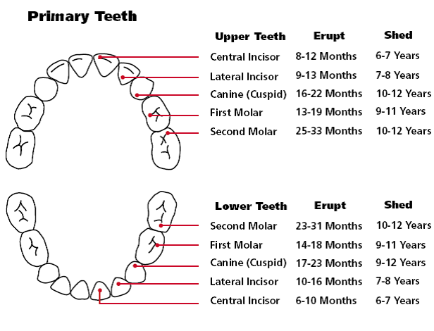 Teething Chart